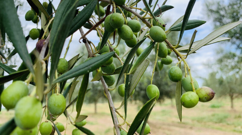 produção de azeitona para azeite no RS