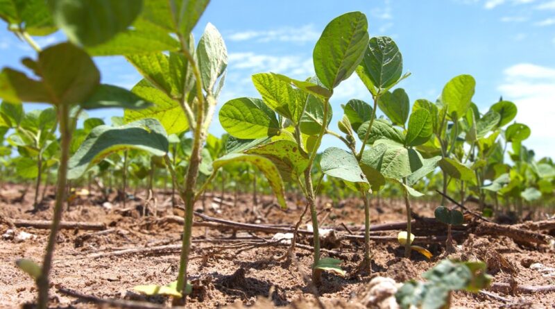 Foto: Guilherme Soares/ Canal Rural BA