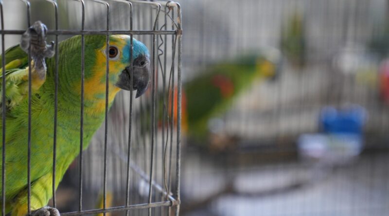 Fiscalização Preventiva Integrada (FPI) da Bacia Hidrográfica do Rio São Francisco resgatou 534 animais silvestres e apreendeu uma tonelada de carne imprópria e 9,8 mil metros de rede de pesca irregular, além de 66 kg de ametista bruta e 126,91 metros cúbicos de madeira em 9 municípios da Bahia. Projeto