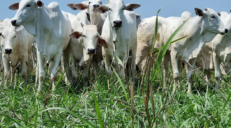 boi, integração lavoura-pecuária