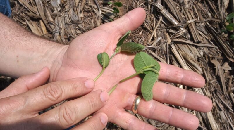 Foto: Pedro Silvestre