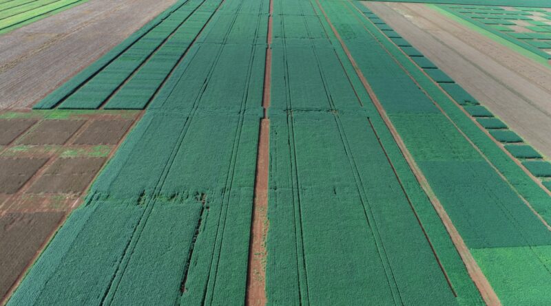 Área com o Projeto Biológicos na safra de soja 2022/23, no CAD Oeste em Sapezal-MT