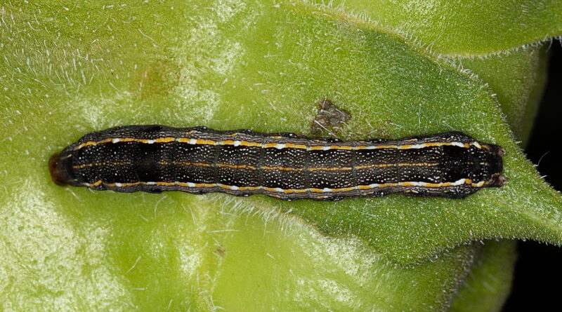 bicudo-do-algodoeiro, pressão praga, safra 24/25