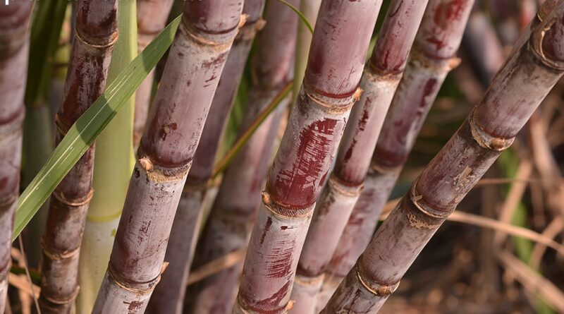 cana-de-açúcar