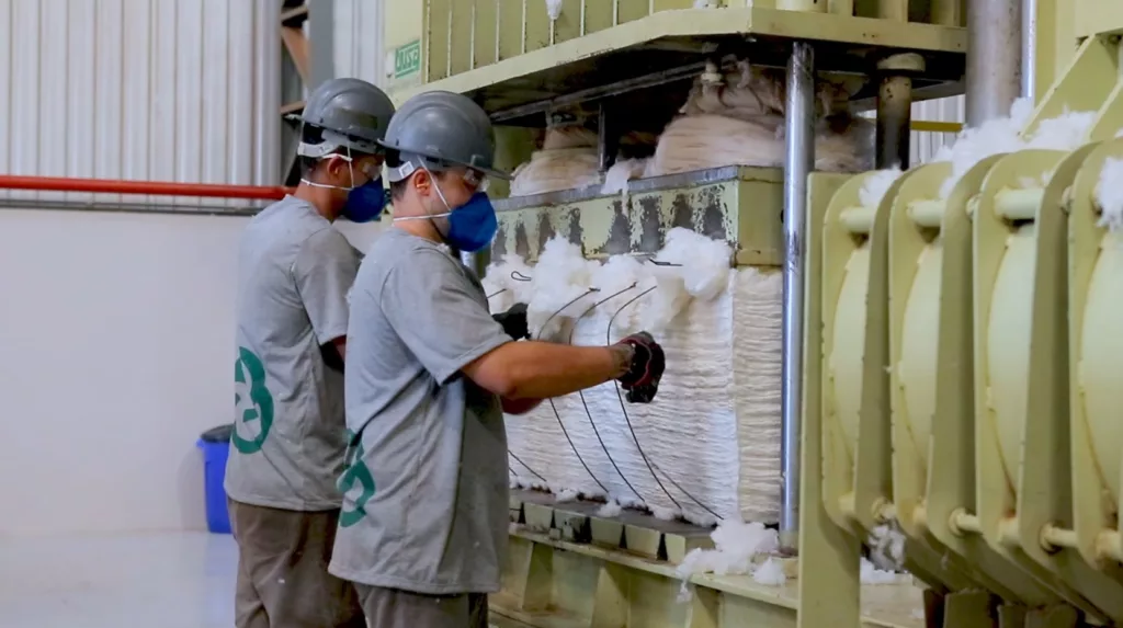 pluma, oeste da Bahia, beneficiamento, exportação