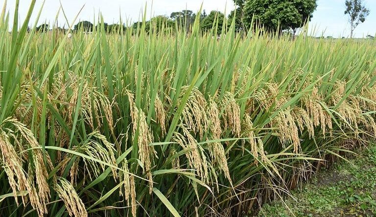 arroz na lavoura