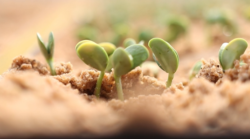 início plantio soja escalonamento de semeadura