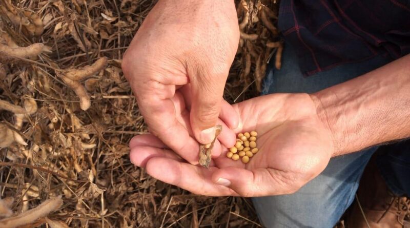 Soja: semeadura é lenta em Goiatuba (GO)