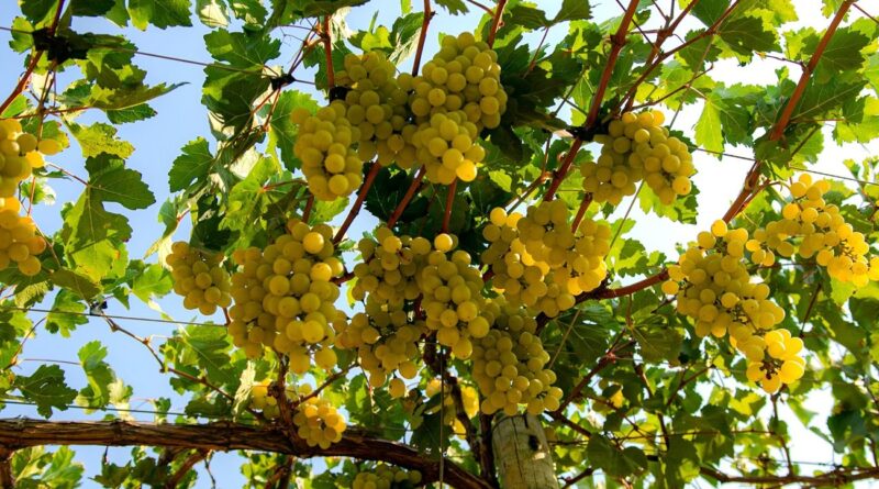 Bahia vai exportar uvas para a China após novo acordo comercial entre Brasil e China