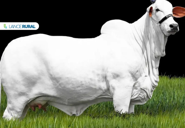 Carina FIV do Kado, vaca nelore com recorde de valorização