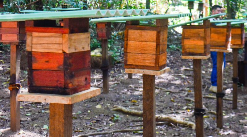 meliponário em Macapá (AP), de abelhas sem ferrão