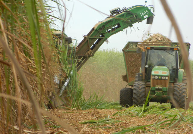 Safra de cana será 4,8% menor em 24/25, indica Conab