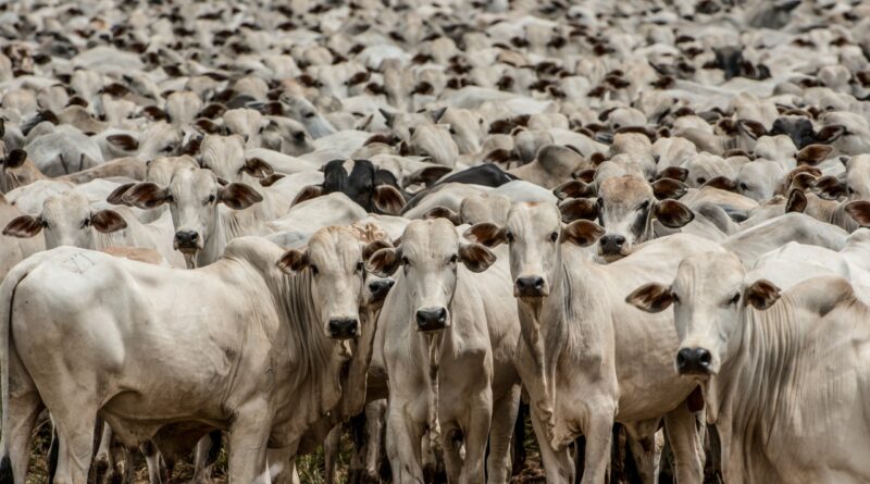 boi gordo, boiada, pecuária, gado, rebanho, bovino, goiás