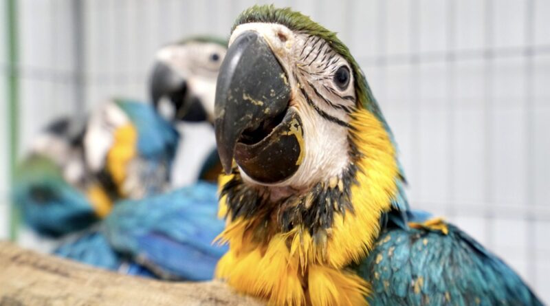 ave capturada, arara, tráfico