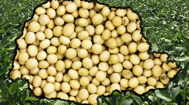 soja paraná mapa deral colheita