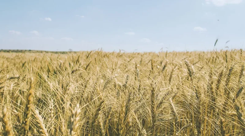 Cultivar de trigo