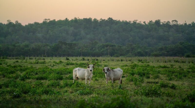 gado no pasto