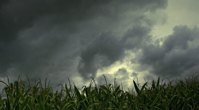 chuva em campo de milho