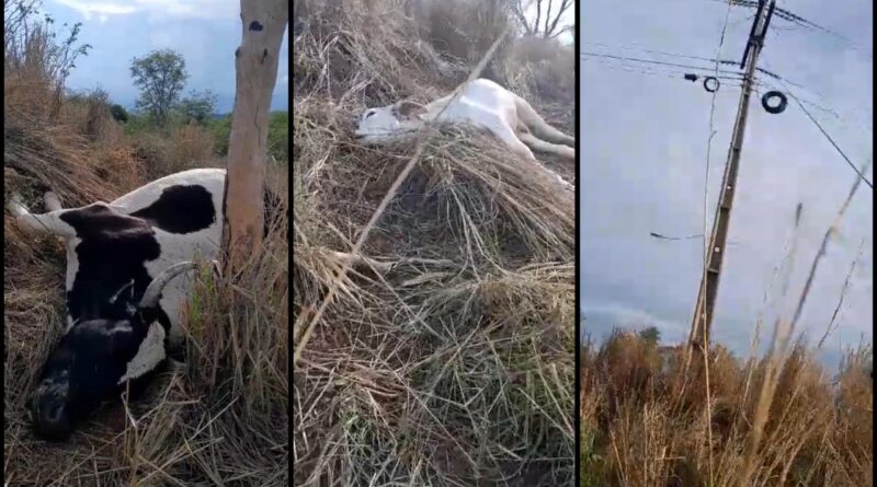 gados atingidos por raio em Cristópolis, oeste da Bahia, descarga elétrica
