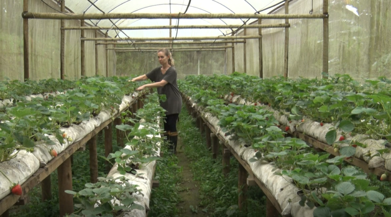 Marília Orantas se dedica à produção de morangos, geleias e extração de ervas.