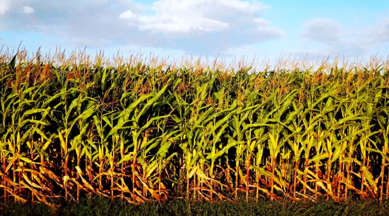 Área plantada no Matopiba safra 2022/23, IBGE, milho, oleaginosa, soja