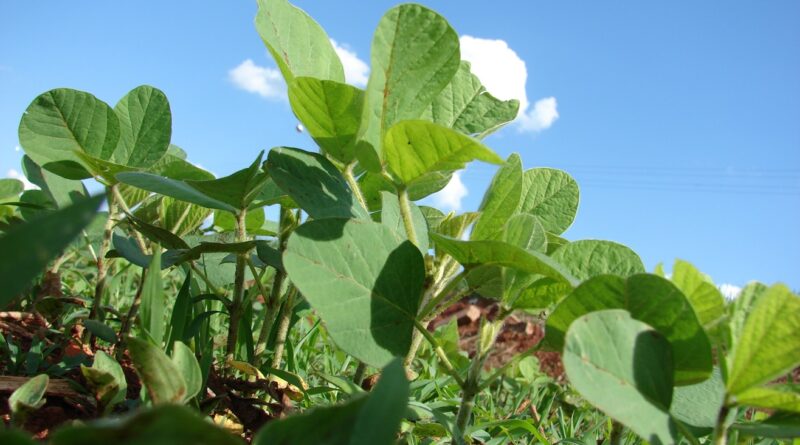 plantio soja, soja, semeadura, Bahia