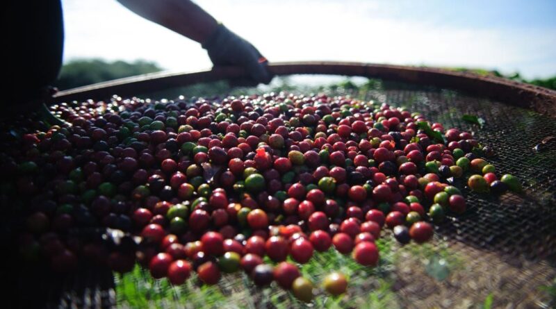 café arábica, funcafé, temperatura
