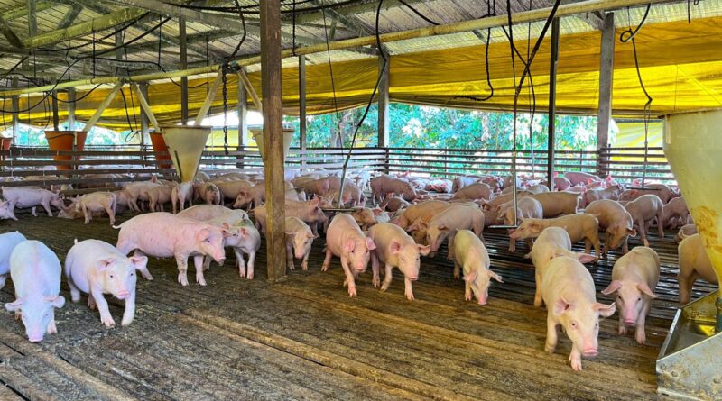 Foto: Leandro Balbino/ Canal Rural MT