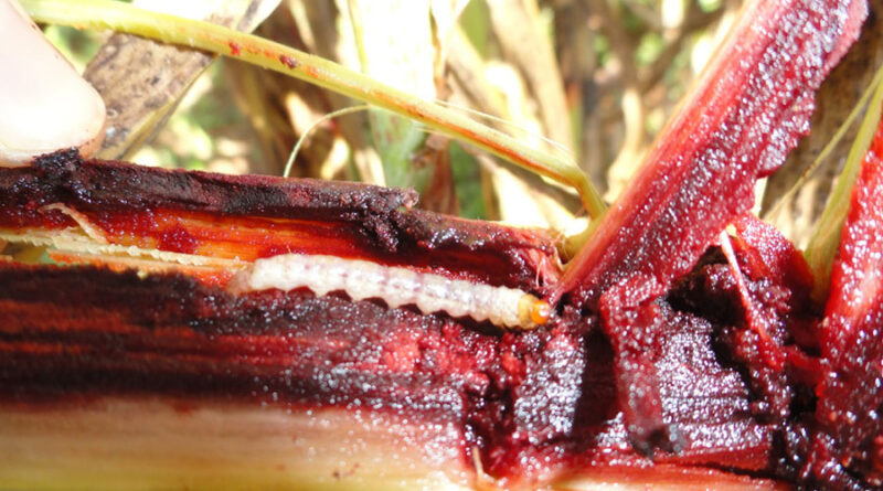 Praga na fase de lagarta, dentro do colmo da planta