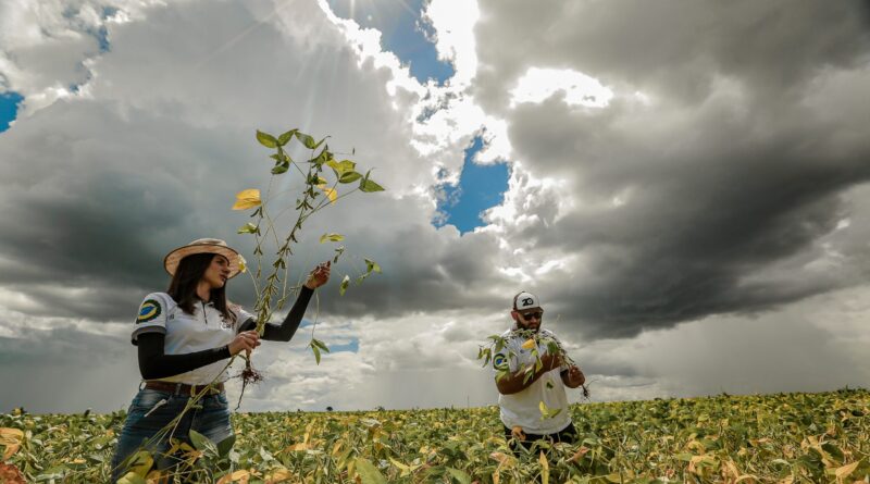 Técnicos do Rally da Safra avaliam lavoura de soja Giovane Rocha / Rally da Safra