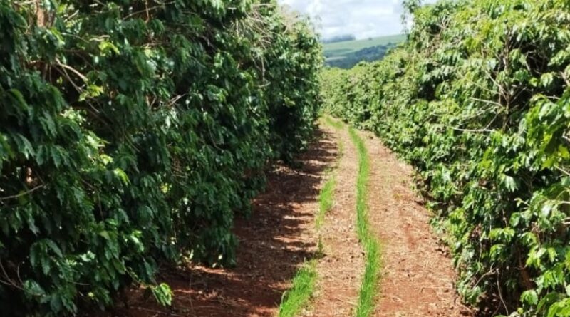 café, arroz, epamig
