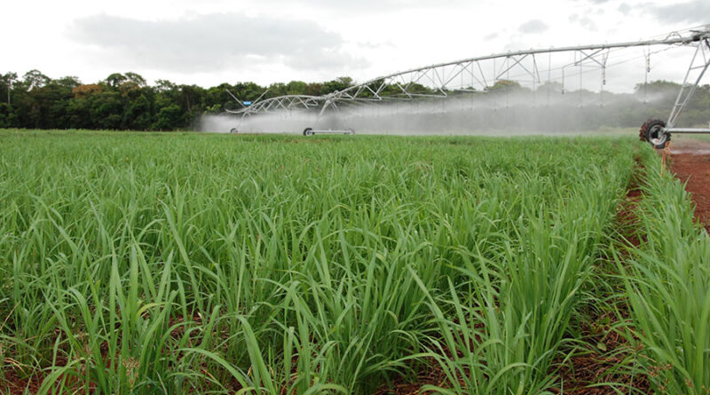 arroz de terras altas