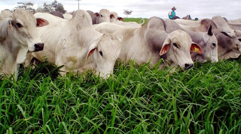 bois comendo em pastagens, boi