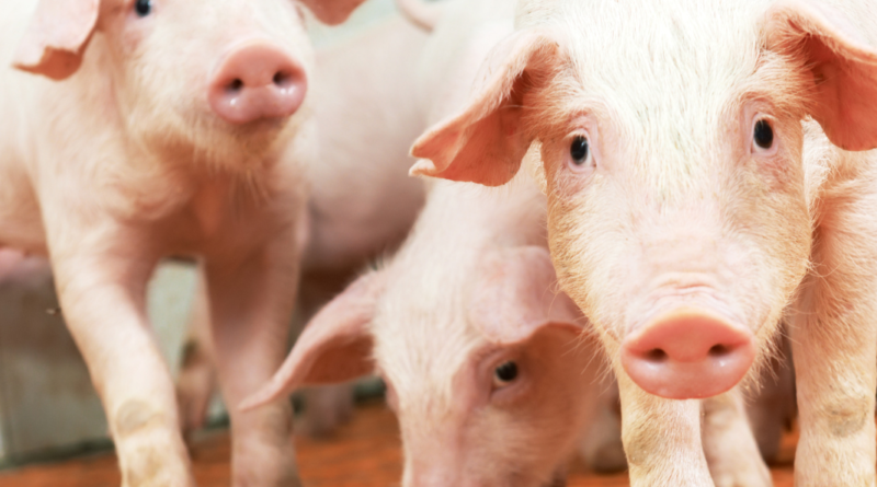 suínos, circovirose, reprodução suína