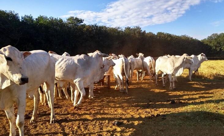 Boi, pastagem, bovinos