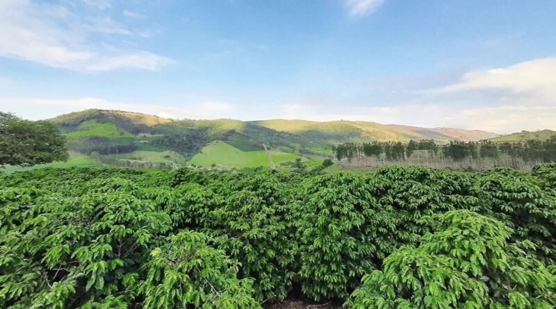 Pés de café tipo arábica