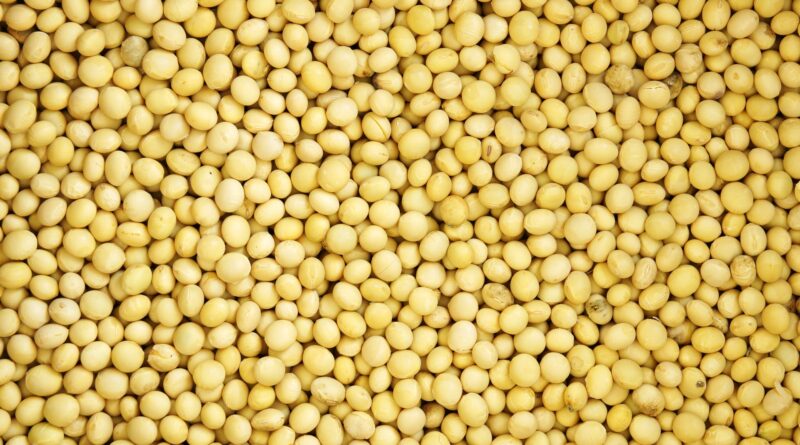 Soja grão chicago