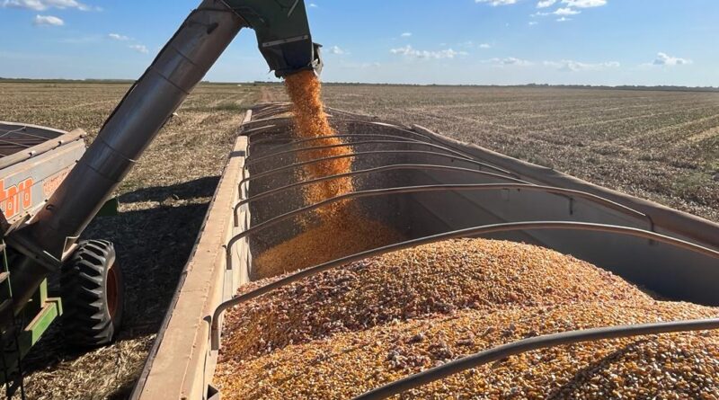 Clima desafia, mas preços do milho aliviam produtores no Paraná