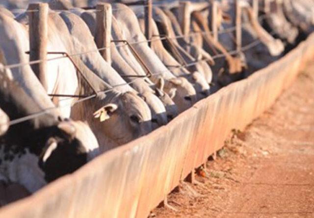 confinamento, boi, gado