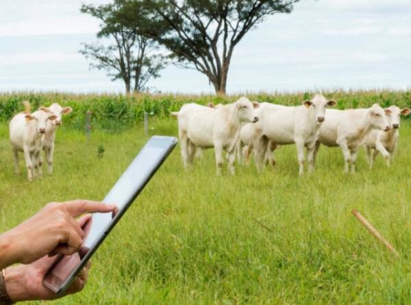 computador, celular, aplicativo, pecuária, tecnologia, zootecnista, startups, boi gordo