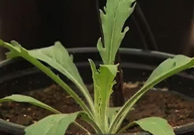 Curso capacita agricultores para manejo eficiente de plantas daninhas