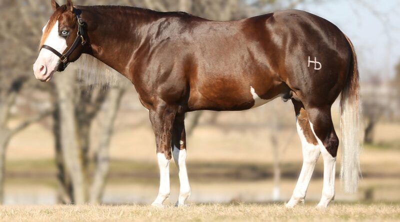 garanhão Genesis 66