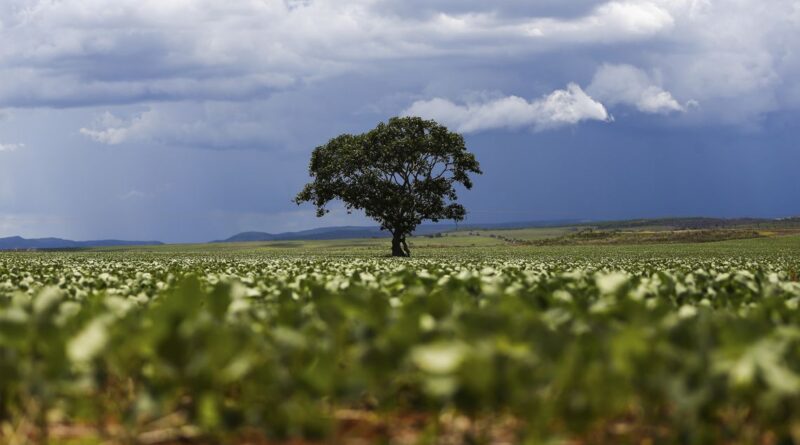 lavouras de soja em Goiás