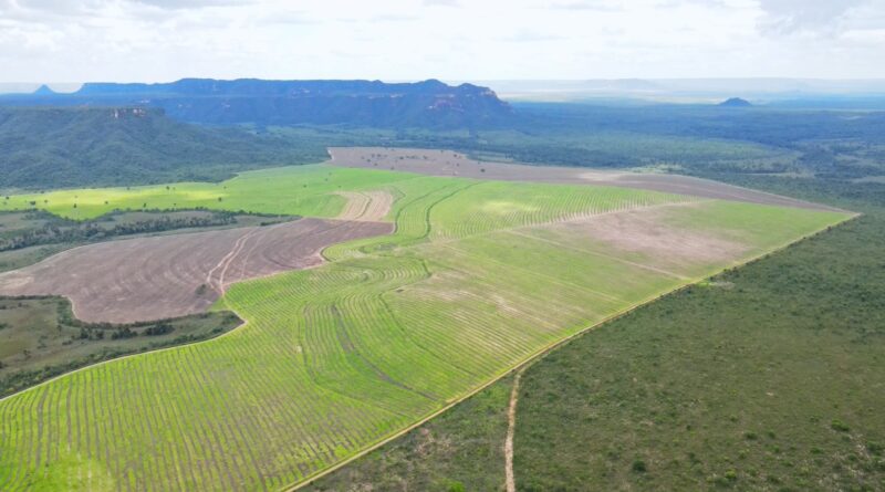 Fazenda Morro Branco, Novo Jardim (TO)