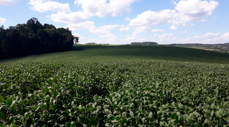 lavoura de soja