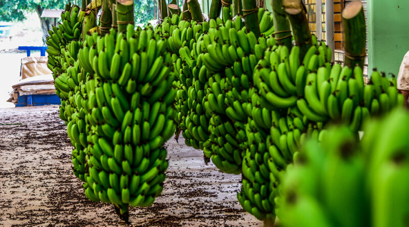 Várias pencas de banana