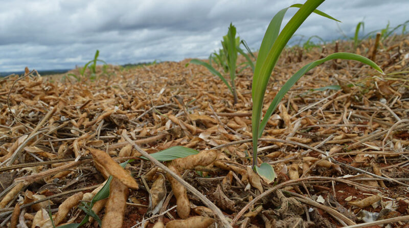 Milho Soja Tocantins Antecipe