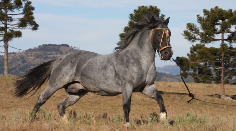 cavalo crioulo JLS Hermoso, leilão de cobertura