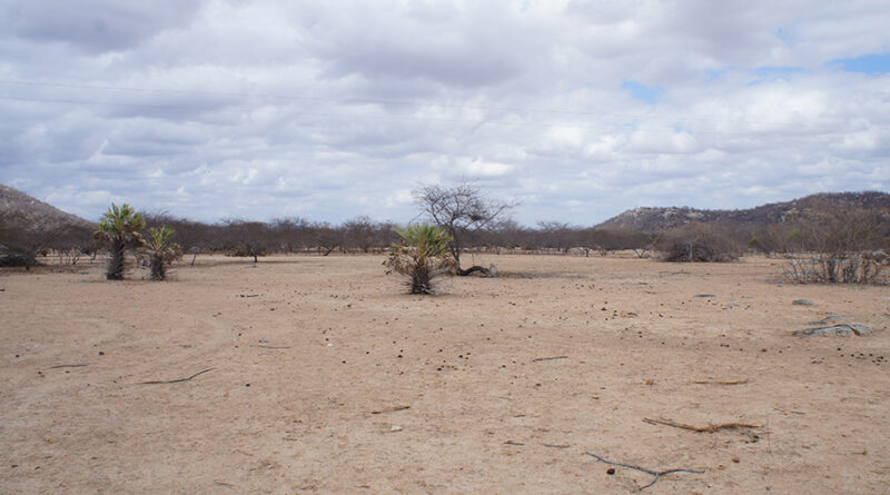 Embrapa aposta em adubação orgânica em solos degradados no Ceará Foto: Adilson Nóbrega