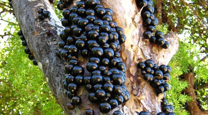 jabuticaba